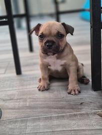 Cucciola american bully pocket