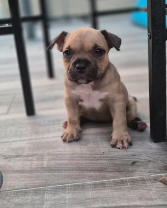 Cucciola american bully pocket