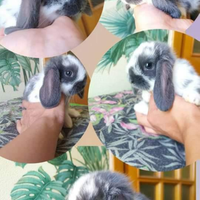 Ariete nano/mini lop