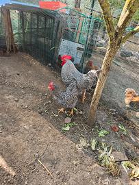 Coppia galline amrocks