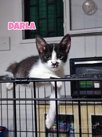 George Darla e Mary, gattini di tre mesi
