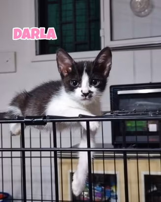 George Darla e Mary, gattini di tre mesi