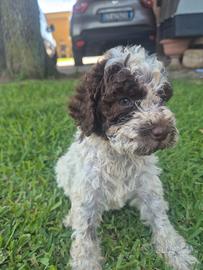 Lagotto romagnolo