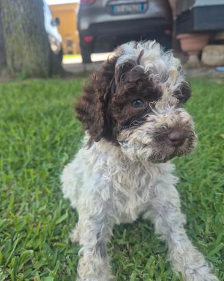 Lagotto romagnolo