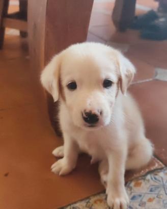 Labrador retriever