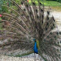 Vedo dur coppie di pavoni blu