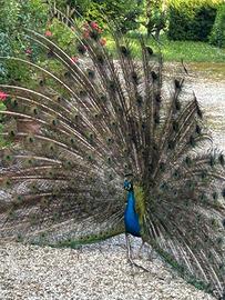 Vedo dur coppie di pavoni blu