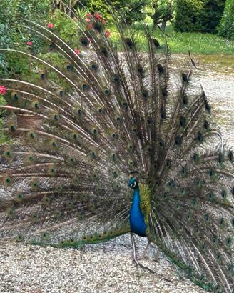 Vedo dur coppie di pavoni blu