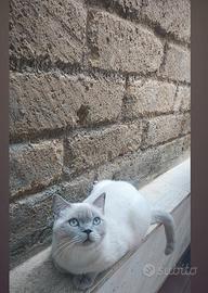 Gatto maschio scottish straight