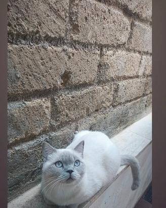Gatto maschio scottish straight