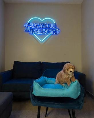 Cucciolo maltipoo toy mini particolor
