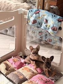 Cucciolo di chihuahua