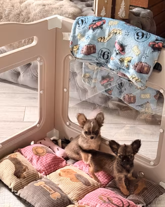 Cucciolo di chihuahua
