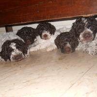 Lagotto romagnolo