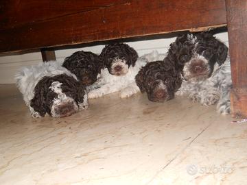 Lagotto romagnolo