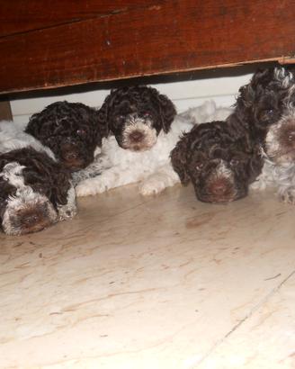 Lagotto romagnolo