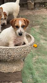 Cucciolo di Jack Russell broken