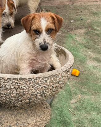 Cucciolo di Jack Russell broken
