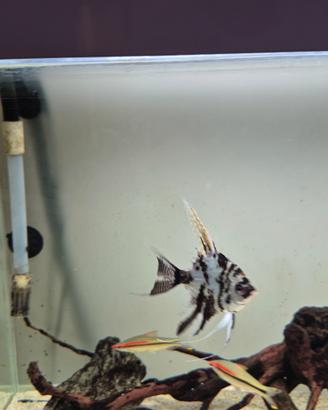 Pesci d'acqua dolce