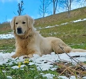 Golden per accoppiamento