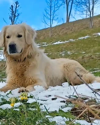 Golden per accoppiamento