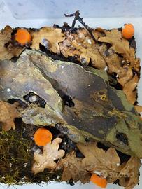 Cubaris Panda King 15+ pezzi