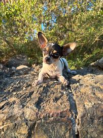 Cucciola di Chihuahua