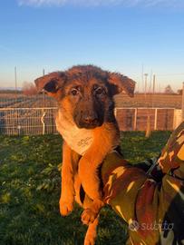 Cucciola pastore tedesco