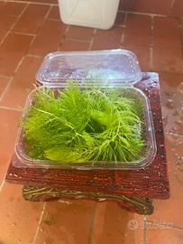 Ceratophyllium