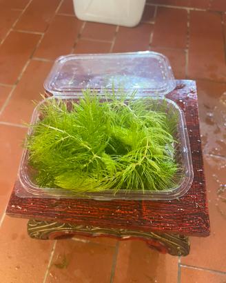 Ceratophyllium