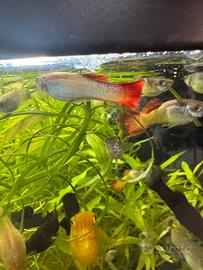 Pesci tropicali guppy e black molly