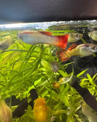 Pesci tropicali guppy e black molly