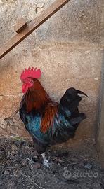 Gallo marans riproduttore