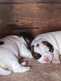 Cuccioli Jack Russell