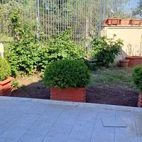 Piante buxus