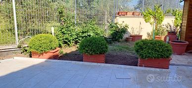 Piante buxus