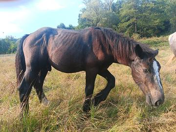 Percheron