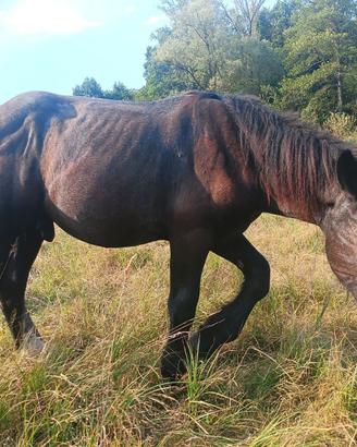 Percheron