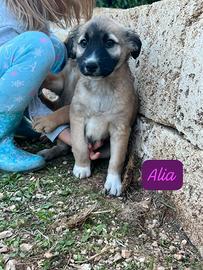 Cucciola Alia da adottare
