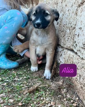Cucciola Alia da adottare