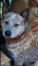 cucciolo cane Australian cattle dog
