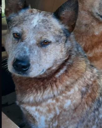 cucciolo cane Australian cattle dog