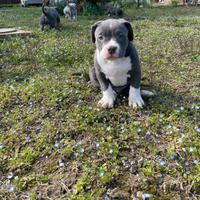 American bully