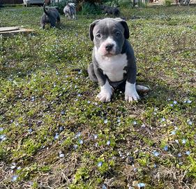 American bully