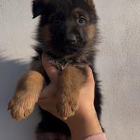 Cuccioli Pastore Tedesco
