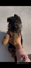 Cuccioli Pastore Tedesco