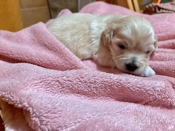 Cuccioli barboncini nani