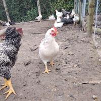 Galline allevate all'aperto