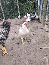 Galline allevate all'aperto