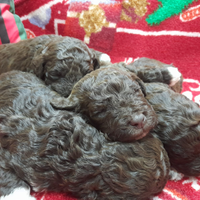 Cuccioli Lagotto romagnolo pedigree Roy Natale